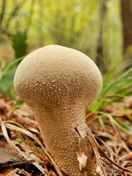 Pestle Puffball. Stock Photos