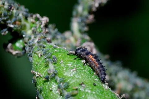 Pests to blossom Stock Photos