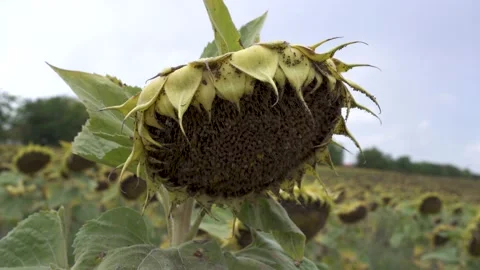 Pests completely covered the crop. Global warming. Stock Footage 206694102