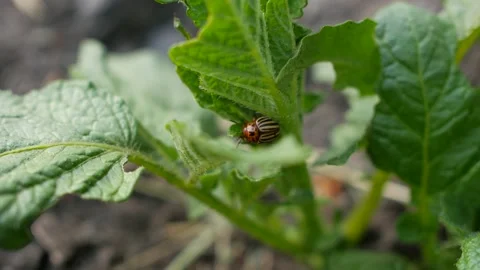 Pests destroy a crop in the field. Parasites in agriculture. Stock Footage 130622372