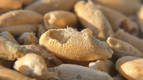 Pests destroying grain stock in macro view Vídeos de archivo 334617843