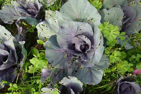 Pests devouring red cabbage leaves in vegetable garden Stock Photos