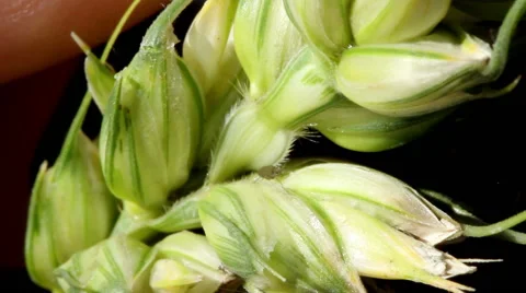 Pests in a field of cereal plants Stock-Footage 62790328