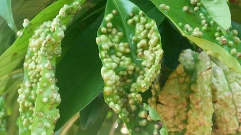 Pests or diseases on plants or leaves. bumps on leaves Stock Footage 310123702