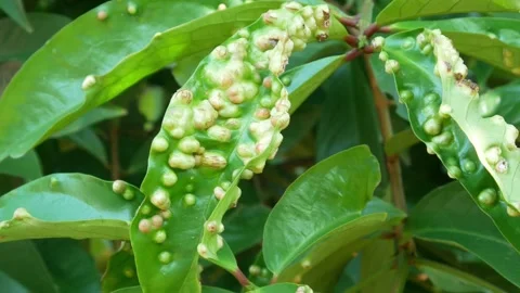 Pests or diseases on plants or leaves. bumps on leaves Stock Footage 310123713