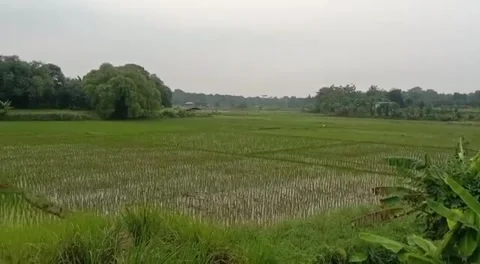 Pests of plants Stock Footage 242352744