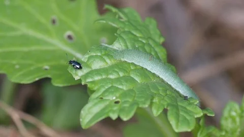 Pests on the vegetable in the garden Stock Footage 85155922