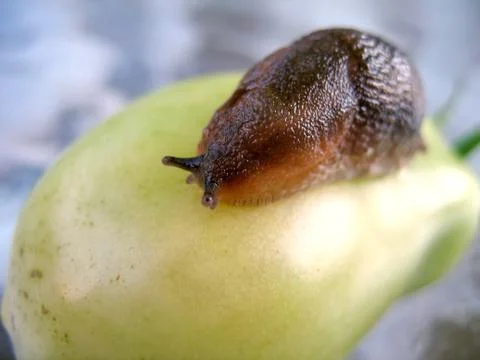 Pesty slug Stock Photos