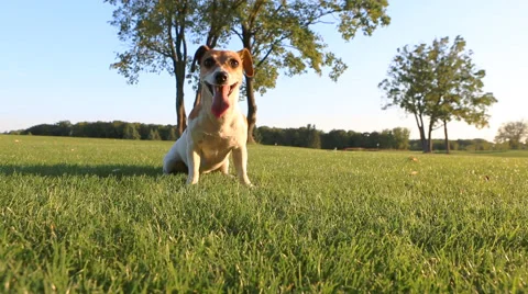 Pet active play Vídeo Stock 45866015