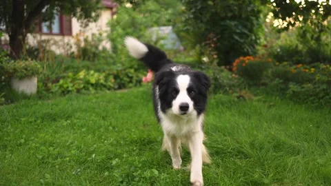 Pet activity Dog outdoors. Cute puppy dog border collie walking on garden park Stock Footage 345592695