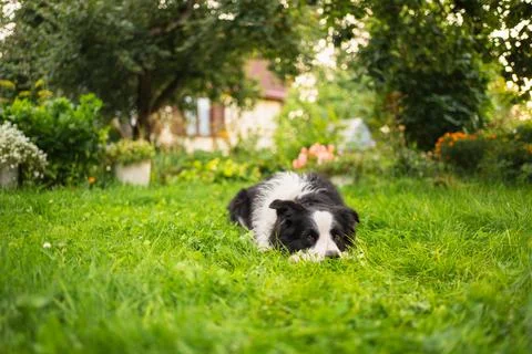 Pet activity Dog outdoors. Cute puppy dog border collie walking on garden park Stock Photos