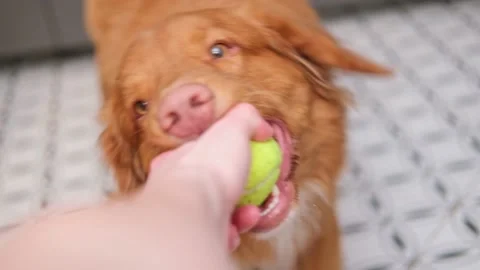 Pet activity. Nova Scotia Duck Tolling Retriever dog playing with ball holds the Stock Footage 233565729
