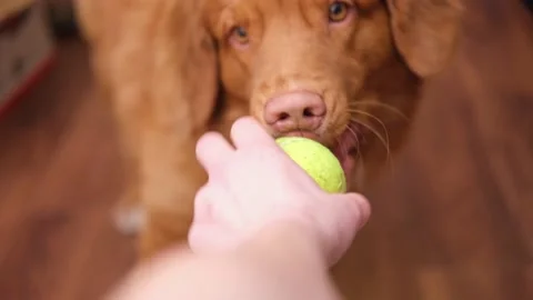 Pet activity. Nova Scotia Duck Tolling Retriever dog playing with ball holds the Stock Footage 233565741
