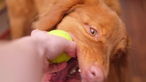 Pet activity. Nova Scotia Duck Tolling Retriever dog playing with ball holds the Stock Footage 249837727