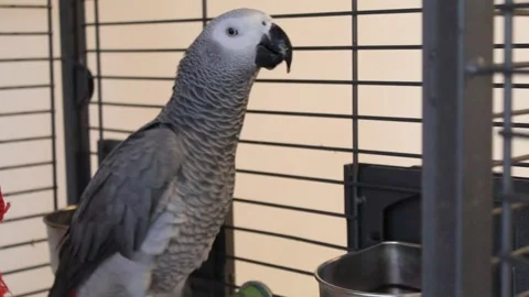 A pet African Grey Parrot drinking camomile tea Stock Footage 245571990