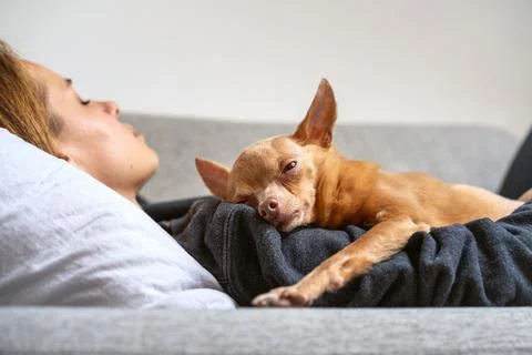 Pet aging process. Old Toy Terrier dog lying down on sleeping owner. Together Stock Photos