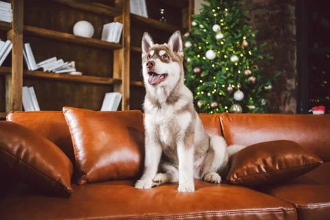 Pet and merry christmas and happy new year concept. Cheerful puppy male husky Stock Photos
