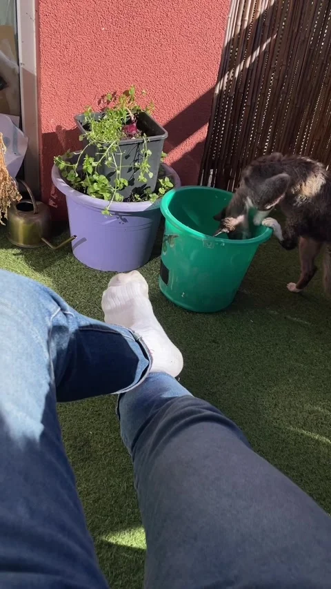 Pet and owner basking in warm sunlight on small city balcony with plants Stock Footage 341672714