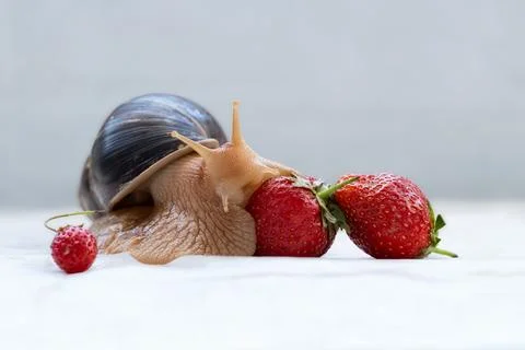 Pet and strawberries. Beautiful postcard with a large snail and strawberries. Stock Photos