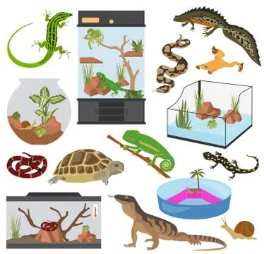 Pet appliance icon set flat style isolated on white. Reptiles and amphibians  Stock Illustration