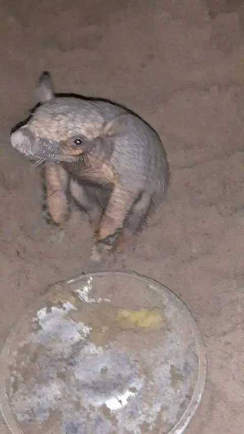 Pet Armadillo Stands on Command, Itambé, Pernambuco, Brazil - 21 May 2021 Stock Footage 205351155