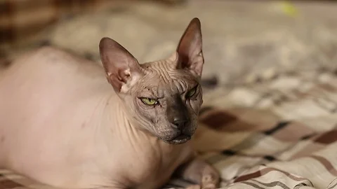 Pet bald cat Sphinx lying on the couch portrait close-up Stock Footage 107093251