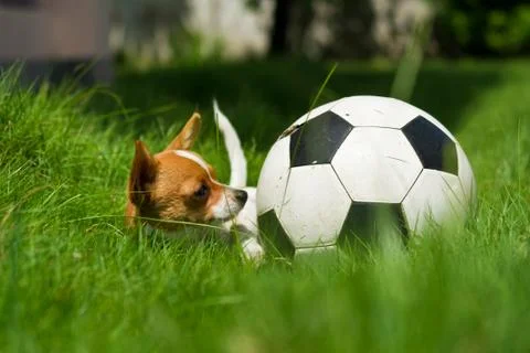 Pet with ball Stock Photos
