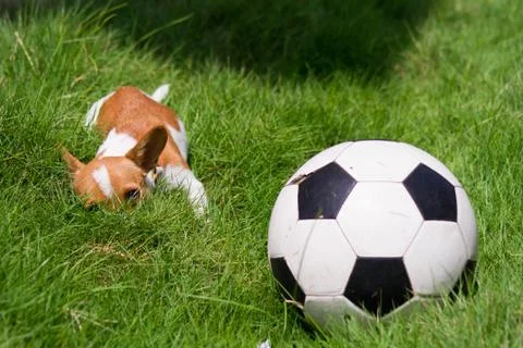 Pet with ball Stock Photos
