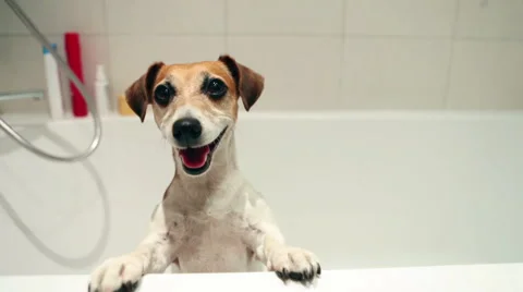 Pet in the bathroom Vídeo Stock 53356393