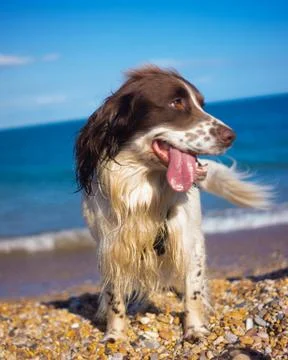Pet Beach Dog Smiling While Wagging Tail Showing Happy Face Stock Photos