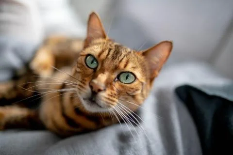 Pet Bengal cat Watching Stock Photos