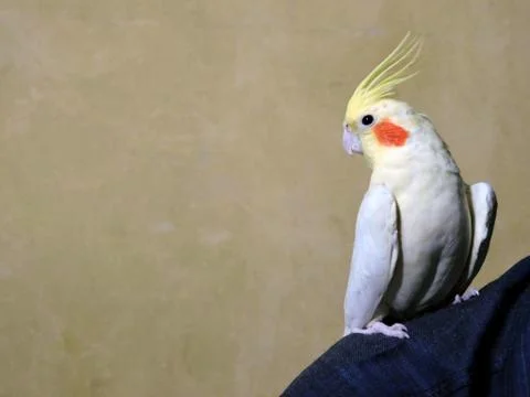 Pet Bird with Boy Stock Photos
