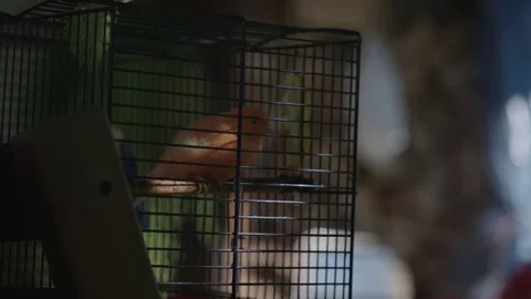 Pet bird in a cage Vídeo Stock 76189596