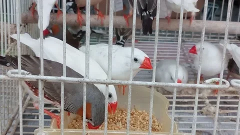 Pet birds Stock Footage 158034091