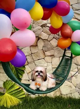 Pet birthday Stock Photos