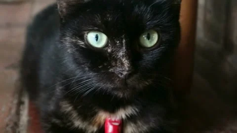Pet black cat Stock-Footage 329075951
