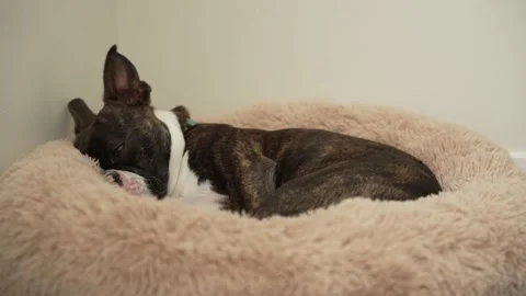 Pet Boston Terrier dog falls asleep and snores in its dog bed in room corner Stock Footage