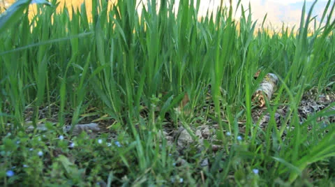 PET bottle In herbs close up tracking shot outdoor Stockbeeldmateriaal 24788618