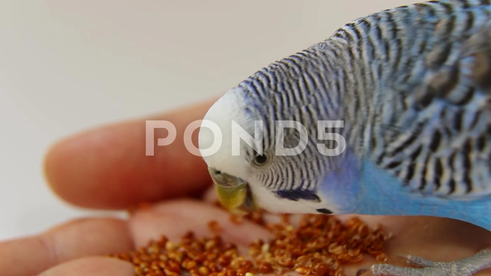 budgie grains