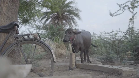 Pet Buffallo in a Village Stock Footage 121708622