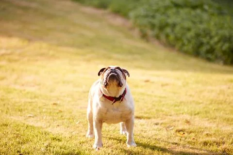 Pet Bulldog Playing On Grass Lawn In Evening Light Stock Photos