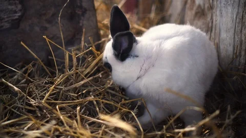 Pet bunny in cage Stock Footage 93280885