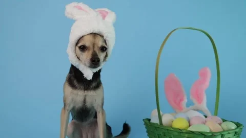 Pet in bunny ears posing with a basket of eggs, fun and happy springtime de.. Stock Footage 304802508