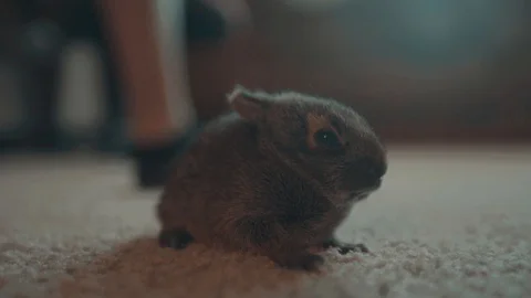 Pet Bunny sitting down Stock Footage