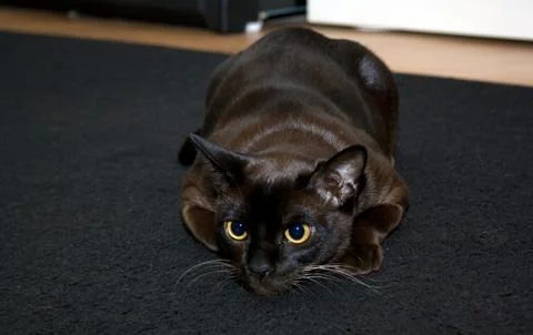 Pet Burmese cat Stock Photos