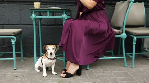 Pet caffee friendly cute Vídeo Stock 114052512