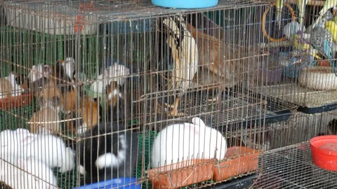 Pet in cage for selling Stock Footage 102096891