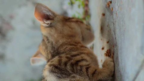 Pet care about tabby kittens eat сanned cat food from the ground vertical Stock Footage 256993376