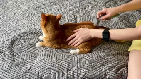 Pet care cat Stock Footage 207788194