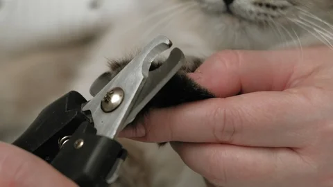 Pet care. Claw cut Video stock 127549437